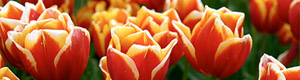 Tulips Gallery