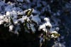 Snow on Leaves [ EF 17-40mm 1:4 L ]