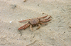 Crab [ EF 17-40mm 1:4 L ]