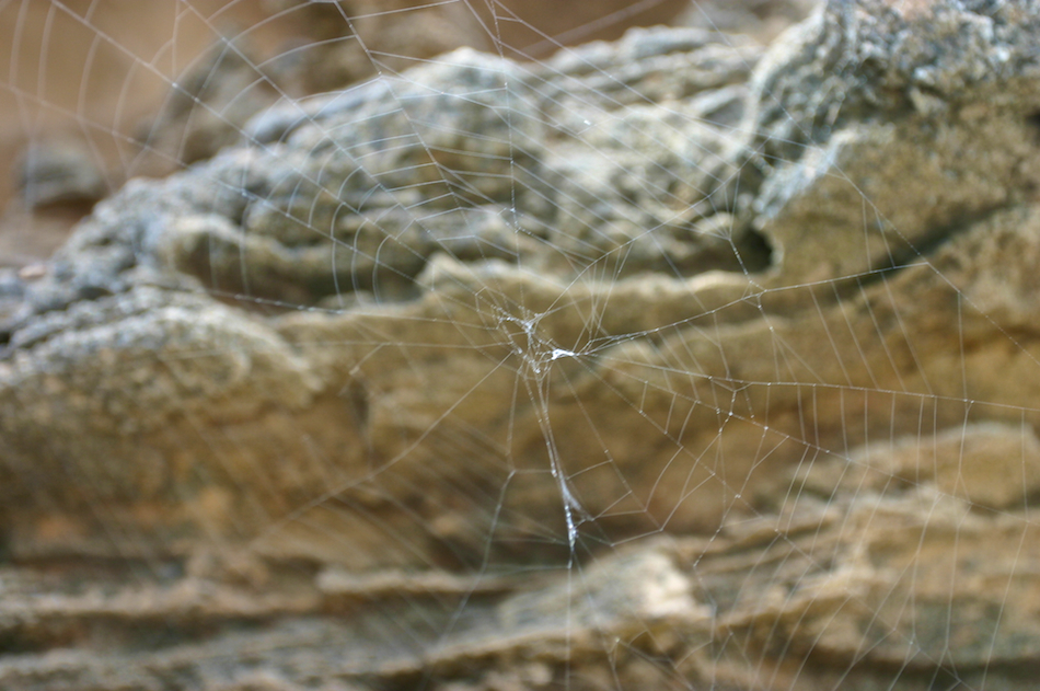Spider Web [ EF 17-40mm 1:4 L ]