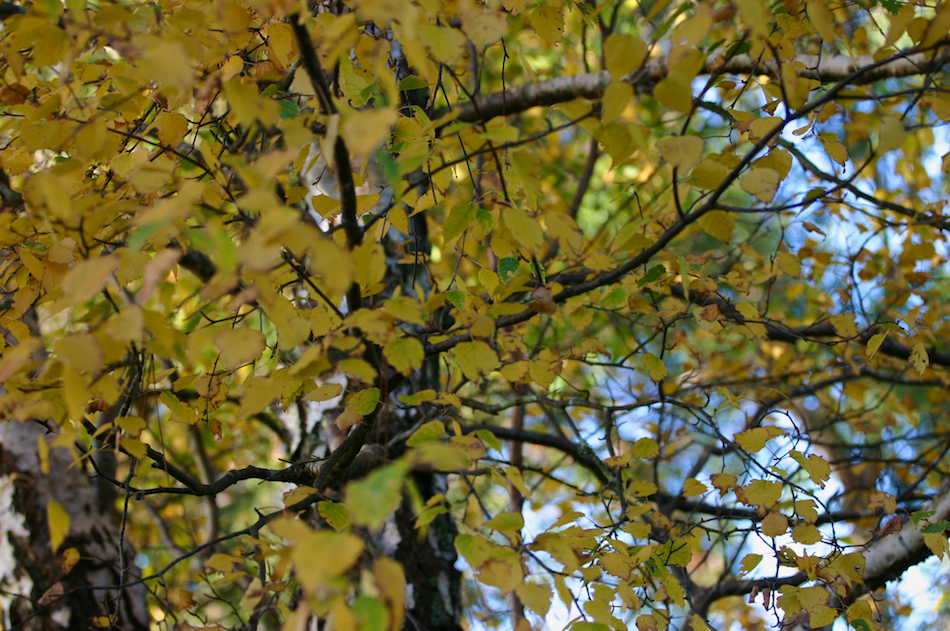 Autumn Leaves [ EF 70-200mm 1:4 L ]
