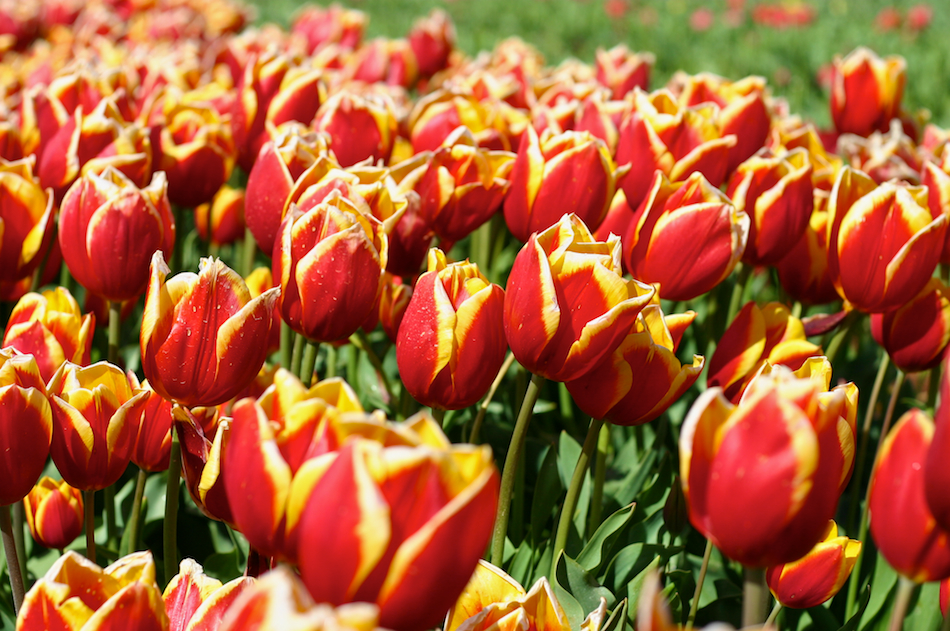 Kees Nelis Tulips [ EF 50mm 1.8 ]