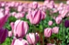 Pink Tulip [ EF 50mm 1.8 ]