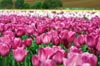Pink Tulips [ EF 50mm 1.8 ]