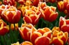 Kees Nelis Tulips II [ EF 50mm 1.8 ]