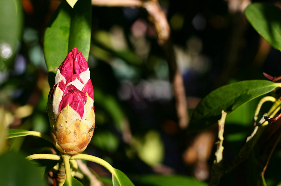 Rhododendron Buds [ EF 50mm 1.8 ]