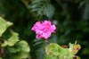 Pink Flower [ EF 50mm 1.4 ]