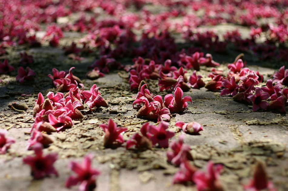 Pink Flowers [ EF 50mm 1.8 ]