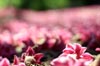Pink Blur [ EF 50mm 1.8 ]