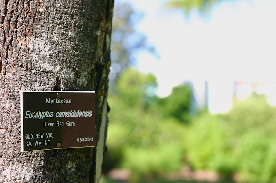 Eucalyptus camaldulensis [ EF 50mm 1.8 ]
