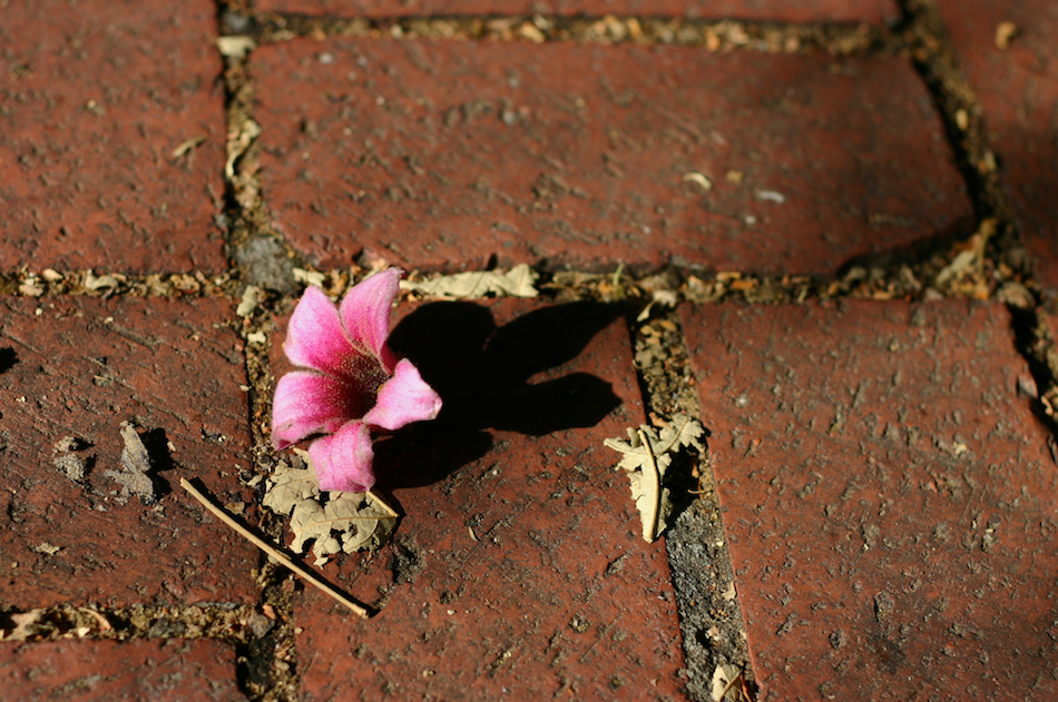 Pink Shadow [ EF 50mm 1.8 ]