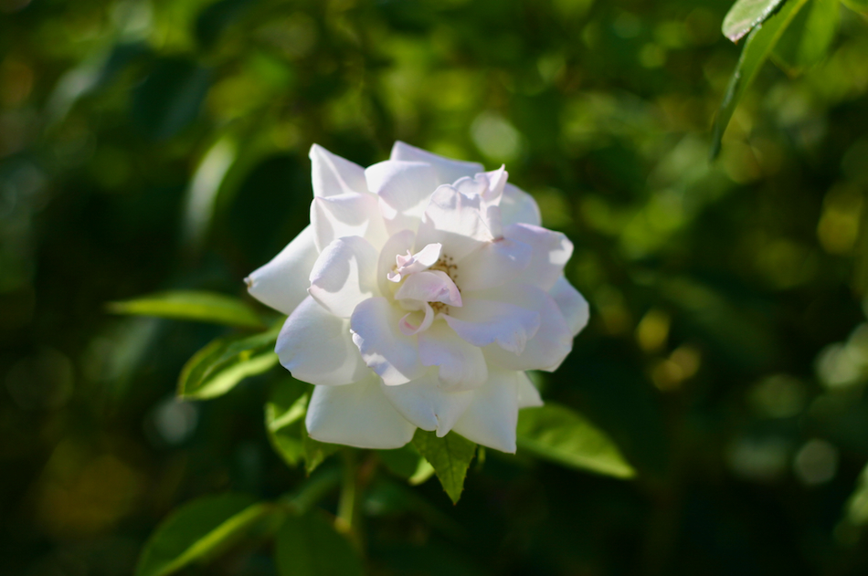 White Rose [ EF 50mm 1.8 ]