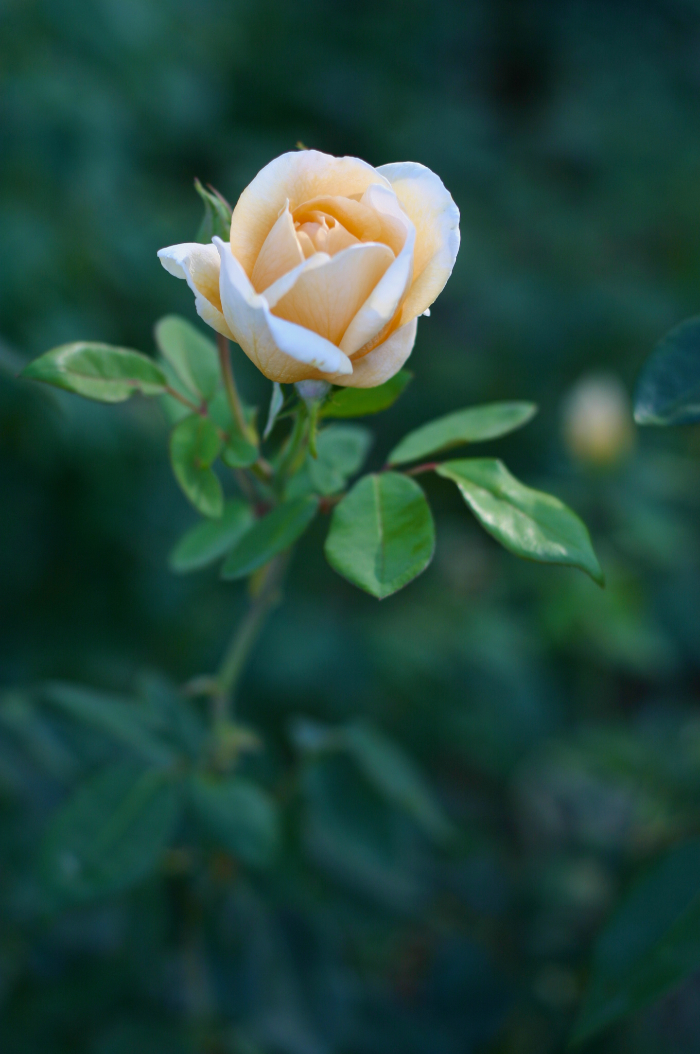 Yellow Rose [ EF 50mm 1.8 ]
