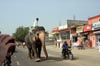 Suburban Elephant [ EF 28mm 1.8 ]