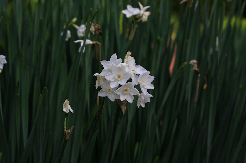 White, Yellow, Green [ EF 50mm 1.8 ]