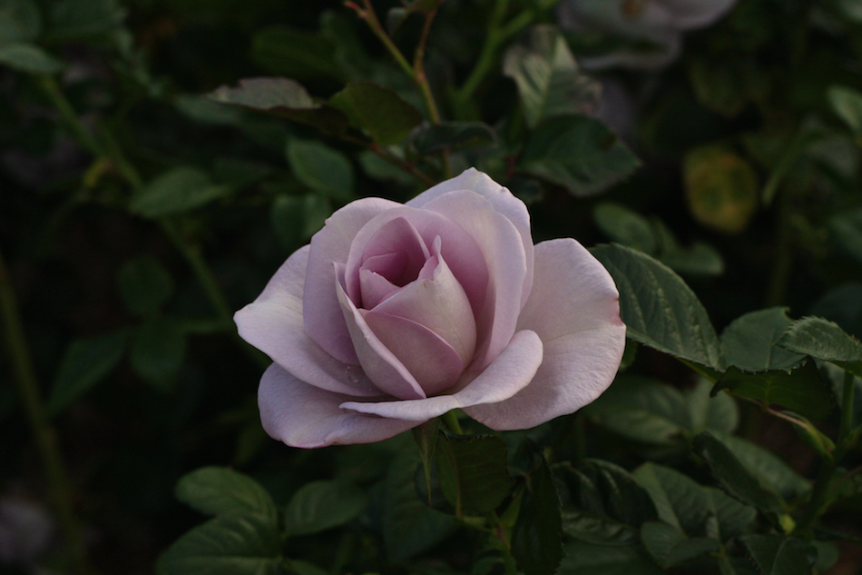 Blue Bajou Rose [ EF 50mm 1.8 ]