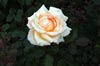 Pale Rose [ EF 50mm 1.8 ]