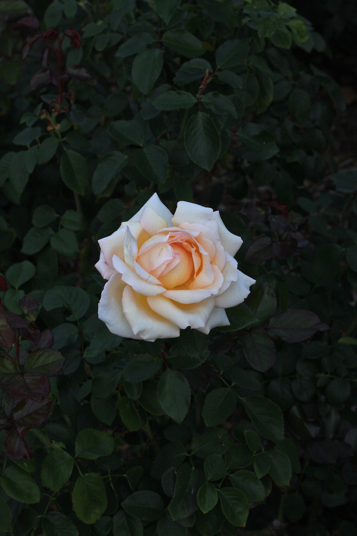 Pale Rose [ EF 50mm 1.8 ]