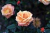 Peach Rose [ EF 50mm 1.8 ]