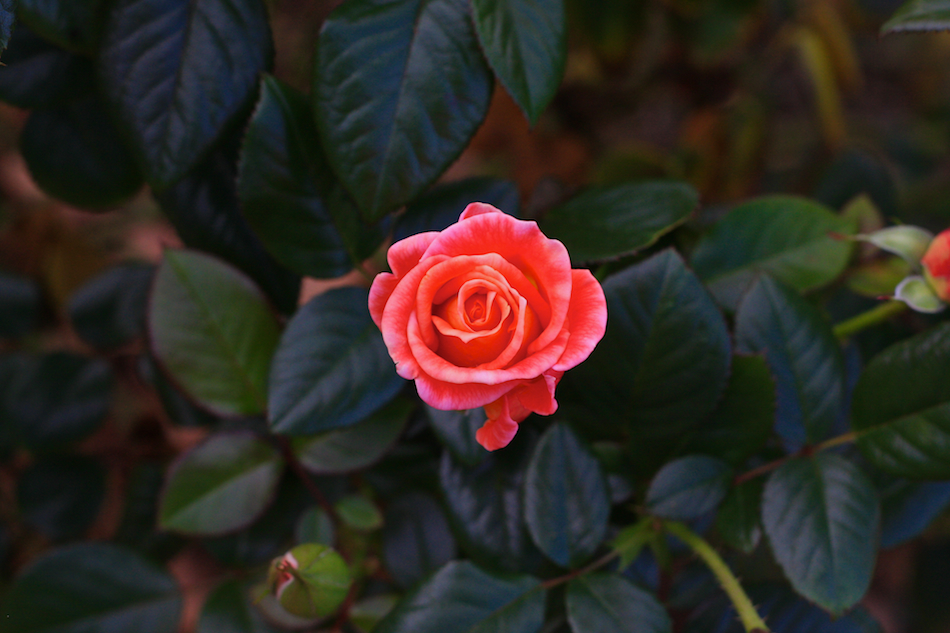 Pink Rose [ EF 50mm 1.8 ]