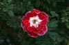 Old Master Rose [ EF 50mm 1.8 ]