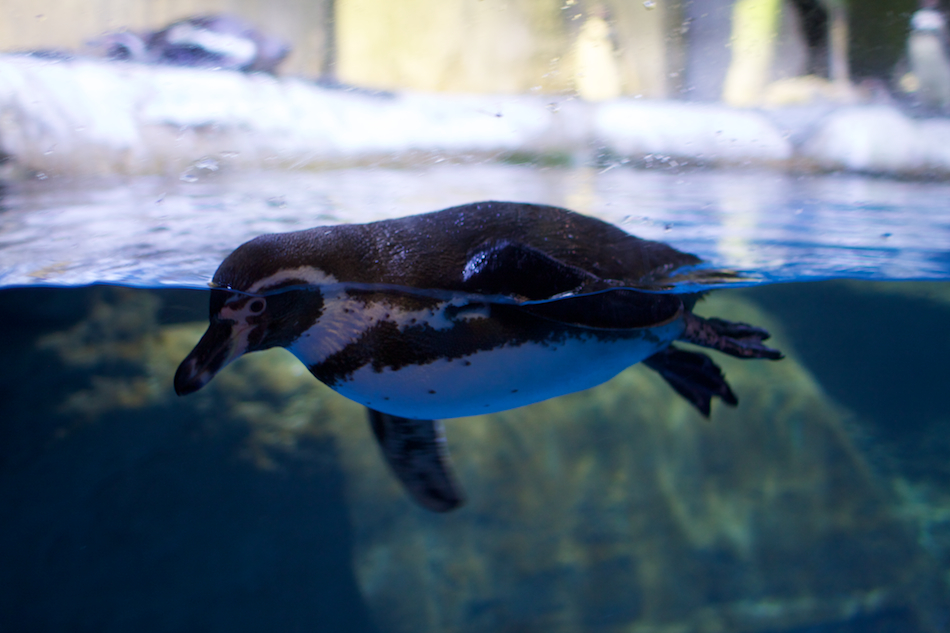 Penguin [ EF 28mm 1.8 ]