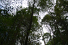 Tarkine Canopy [ EF 17-40mm 1:4 L ]