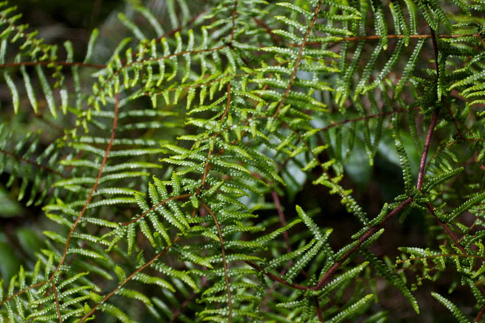 Fern [ EF 17-40mm 1:4 L ]