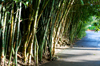 Bamboo Row [ Zeiss Planar T* 50mm 1.4 ZE ]