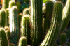 Cactus [ Zeiss Planar T* 50mm 1.4 ZE ]