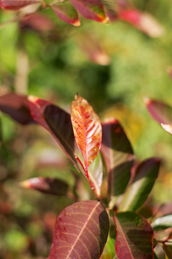 Red Leaves [ Zeiss Planar T* 50mm 1.4 ZE ]