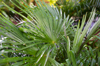 Palm [ Zeiss Planar T* 50mm 1.4 ZE ]