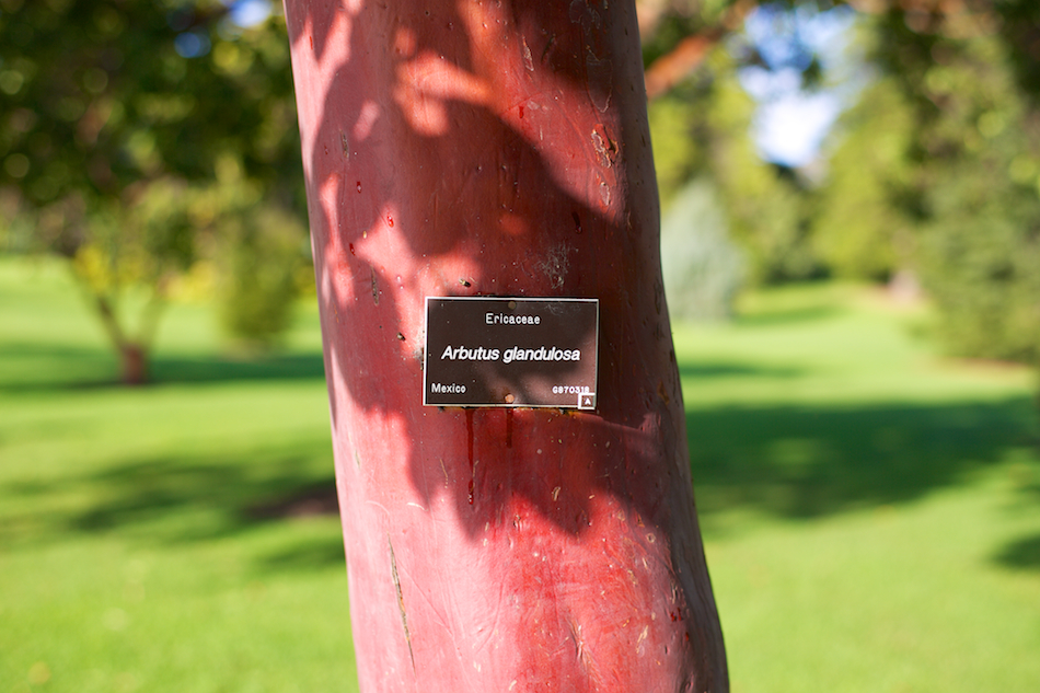 Arbutus glandulosa [ Zeiss Planar T* 50mm 1.4 ZE ]