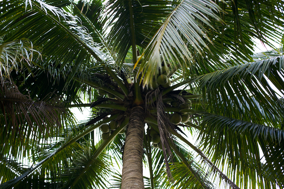 Palms [ Zeiss Planar T* 50mm 1.4 ZE ]