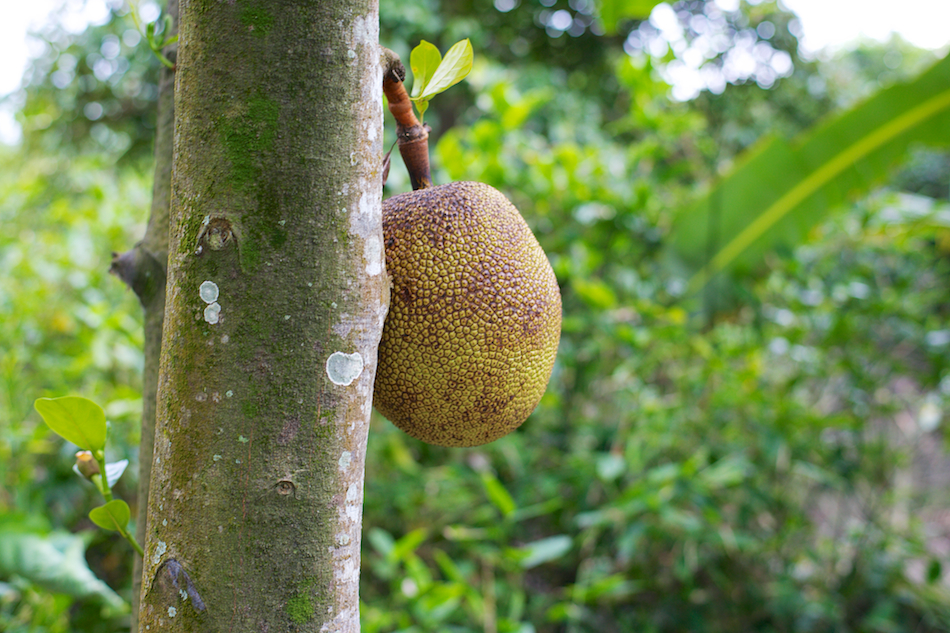 Fruit [ Zeiss Planar T* 50mm 1.4 ZE ]