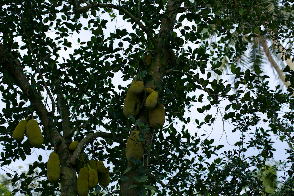 Fruit [ Zeiss Planar T* 50mm 1.4 ZE ]