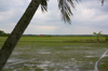 Rice Fields [ Zeiss Planar T* 50mm 1.4 ZE ]