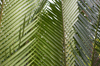 Palm Screen [ Zeiss Planar T* 50mm 1.4 ZE ]