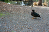 Ducks [ Zeiss Planar T* 50mm 1.4 ZE ]