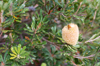 Banksia [ Zeiss Planar T* 50mm 1.4 ZE ]