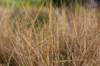 Grass [ Zeiss Planar T* 50mm 1.4 ZE ]