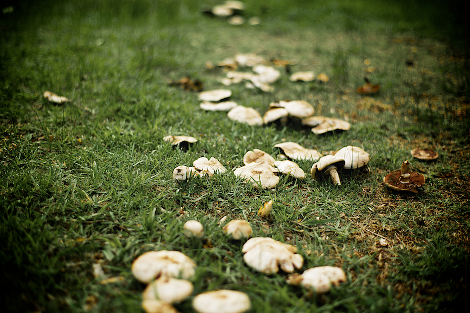 Mushrooms [ Zeiss Planar T* 50mm 1.4 ZE ]