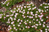 Tiny Pink Flowers [ Zeiss Planar T* 50mm 1.4 ZE ]