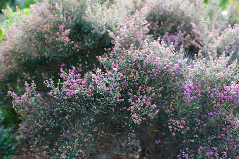 More Tiny Pink Flowers [ Zeiss Planar T* 50mm 1.4 ZE ]