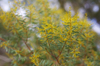 Tiny Yellow Buds [ Zeiss Planar T* 50mm 1.4 ZE ]