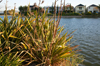 Lakeside Flora [ EF 40mm 2.8 STM ]