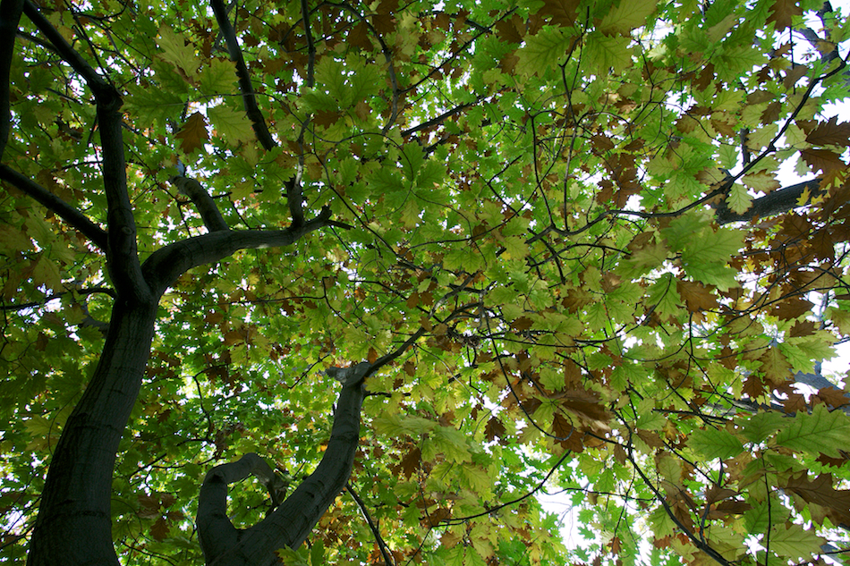 Leaves Above [ EF 17-40mm 1:4 L ]