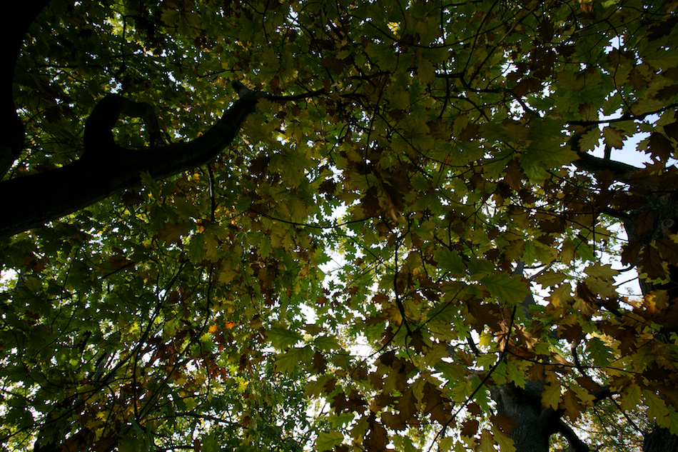 Leaves Above [ EF 17-40mm 1:4 L ]