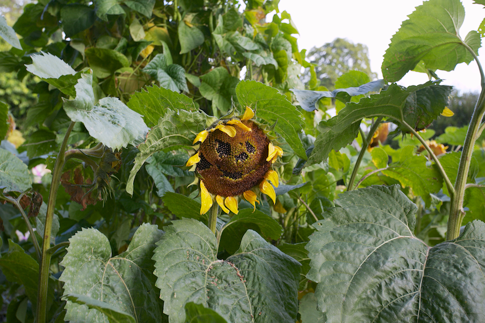 Sunflowers [ EF 17-40mm 1:4 L ]