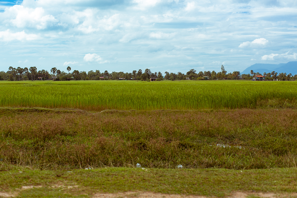 Cambodian Fields [ Zeiss Planar T* 50mm 1.4 ZE ]